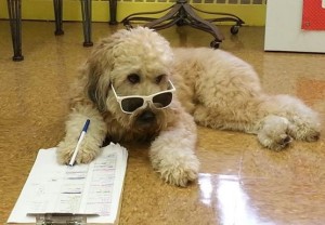 dog_with_clipboard